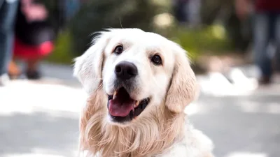 Kameraya bakan mutlu bir golden retriever köpek